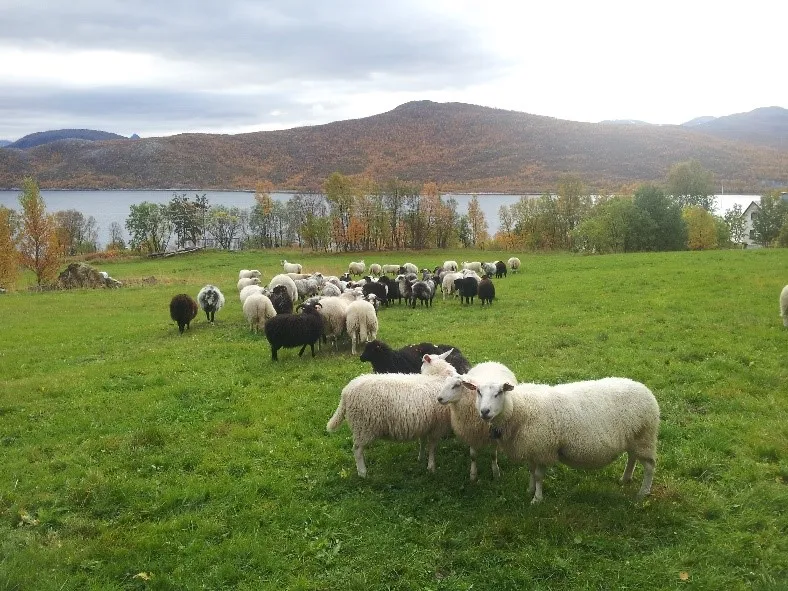 Sauer p&aring; beite i Nordreisa