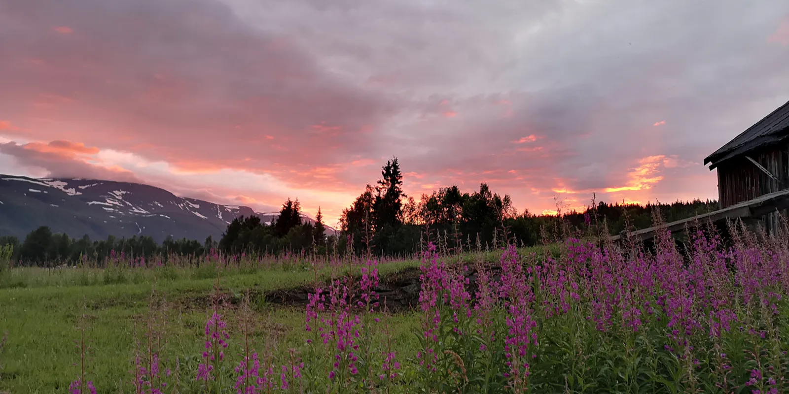 Geitrams i solnedgang